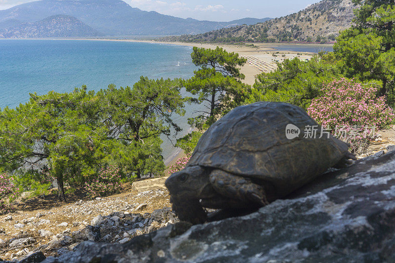 达利安， 土耳其